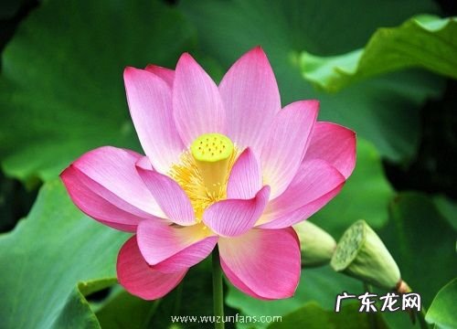 荷花家庭的种植及养护方法