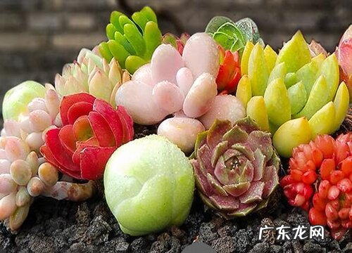 多肉植物夏天一定要避免淋雨