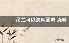 吊兰可以浇啤酒吗 浇啤酒水正确方法