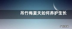 吊竹梅夏天如何养护生长旺盛