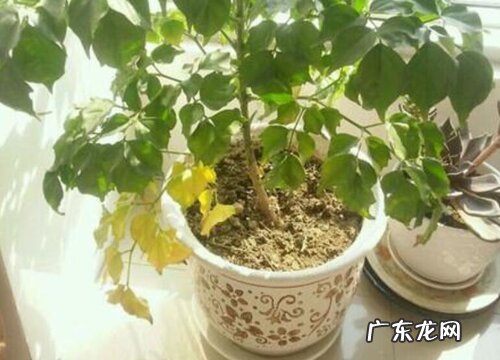 幸福树出现黄叶是什么原因造成的