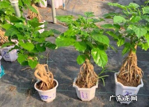幸福树出现黄叶是什么原因造成的