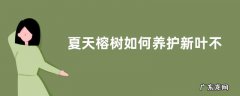 夏天榕树如何养护新叶不断长出