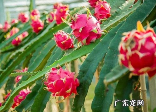 火龙果成熟的季节是几月