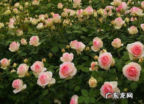 爬藤月季不爬藤怎么办