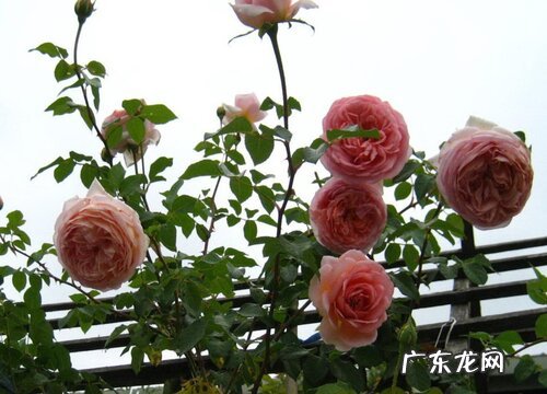 爬藤月季不爬藤怎么办