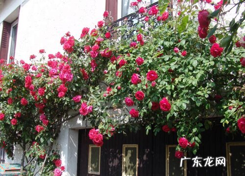 爬藤月季不爬藤怎么办