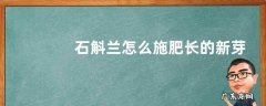 石斛兰怎么施肥长的新芽拇指粗