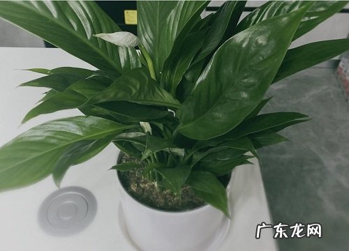 白掌可以用土养吗