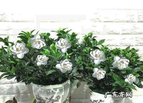 夏季如何给栀子花浇水