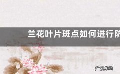 兰花叶片斑点如何进行防治