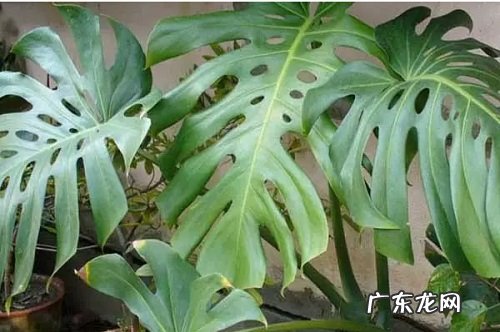 龟背竹换土时间和方法 换土后养护措施及注意事