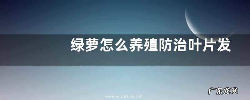绿萝怎么养殖防治叶片发黄