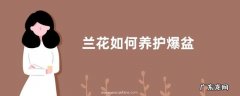 兰花如何养护爆盆