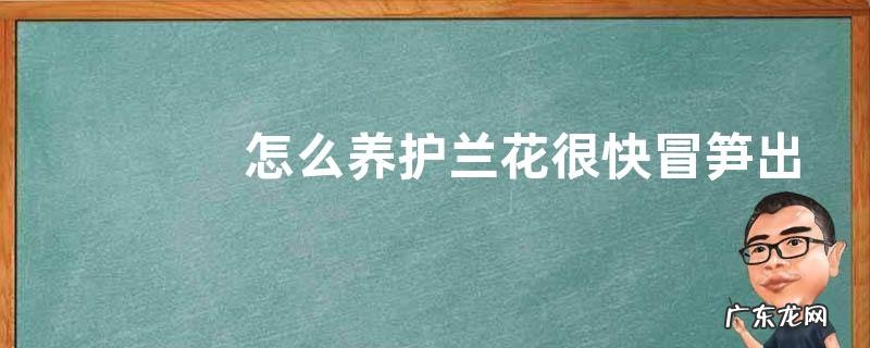 怎么养护兰花很快冒笋出芽