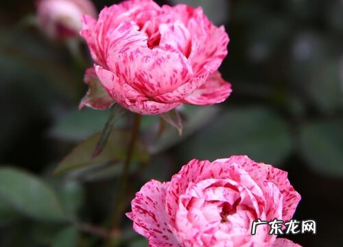 月季在南方如何养护开花更旺