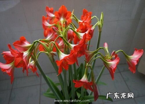 朱顶红花箭折断如何处理