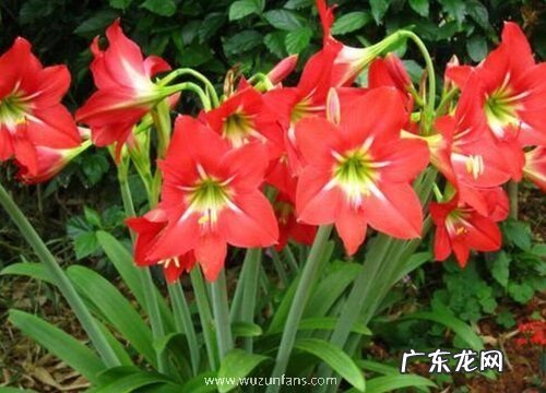 朱顶红花箭折断如何处理