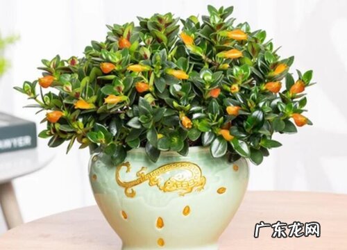 金鱼吊兰烂根如何轻松搞定