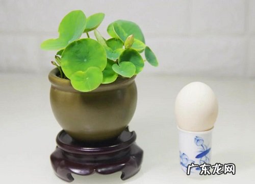 碗莲用什么盆栽好