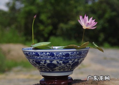 碗莲用什么盆栽好