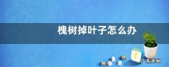 槐树掉叶子怎么办