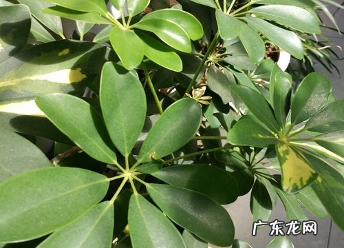 如何正确的扦插鸭掌木