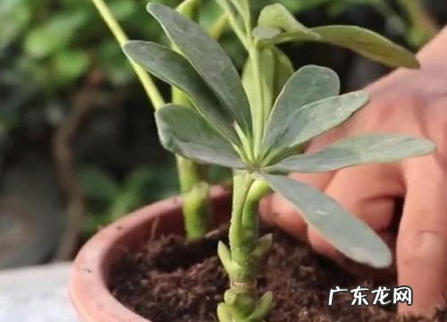 如何正确的扦插鸭掌木