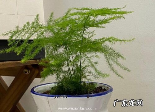 夏季文竹如何养护不黄叶
