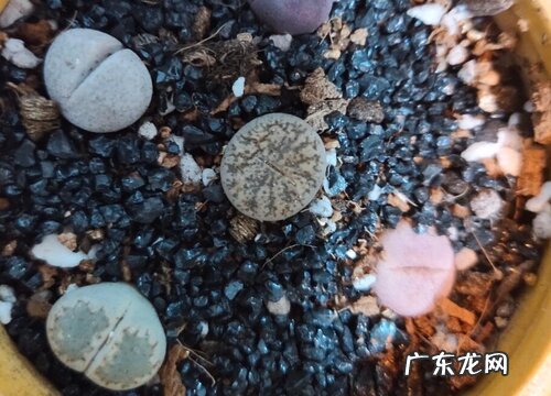 多肉如何配土越长越肥美