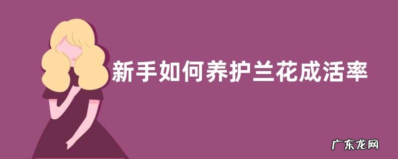 新手如何养护兰花成活率高