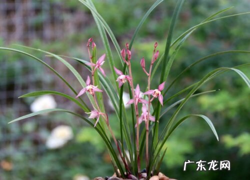新手如何养护兰花成活率高