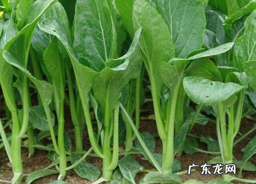 四九菜心的种植方法和时间 从播种到收获需多少天