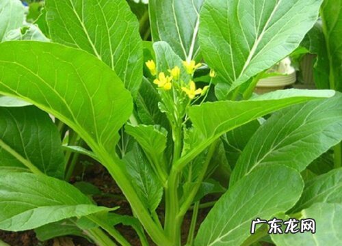 四九菜心的种植方法和时间 从播种到收获需多少天