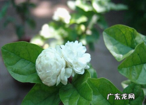 茉莉花怎么水养