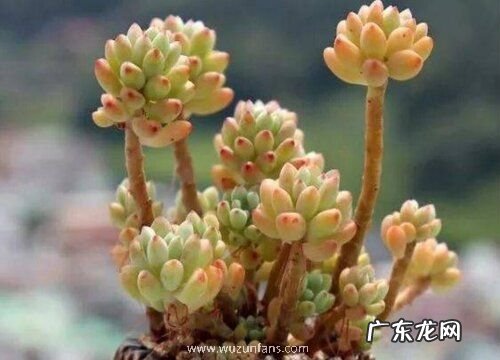 多肉根系长得弱如何壮根