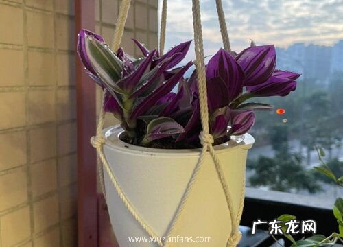 多肉根系长得弱如何壮根