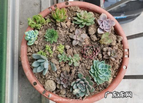 多肉根系长得弱如何壮根