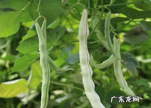菜豆是双子叶植物吗