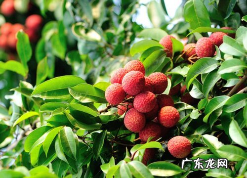 荔枝几月开花几月结果 什么季节结果成熟