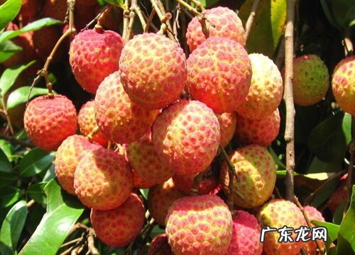 荔枝几月开花几月结果 什么季节结果成熟