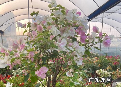 三角梅如何移栽打顶