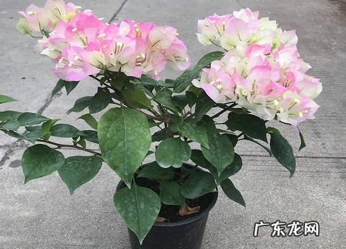 三角梅如何移栽打顶