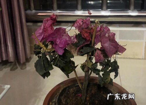 三角梅如何移栽打顶