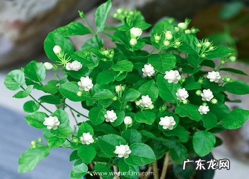 茉莉花冬天开花吗