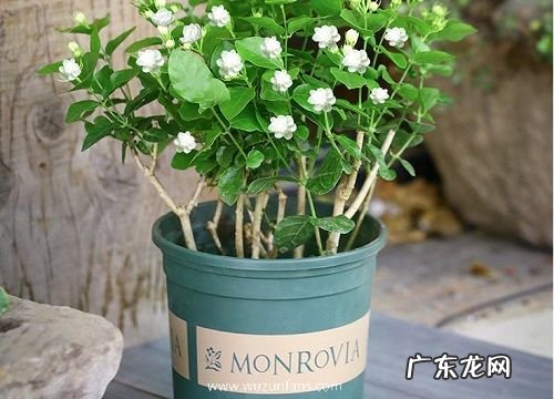 茉莉花冬天开花吗