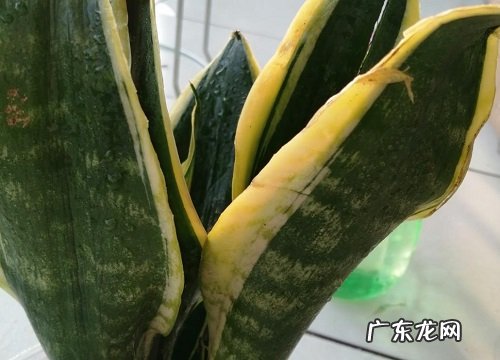 虎皮兰叶子发蔫原因及补救方法