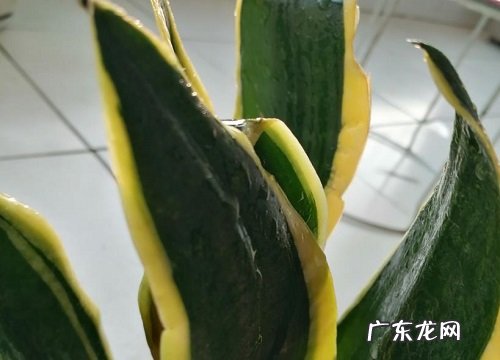 虎皮兰叶子发蔫原因及补救方法
