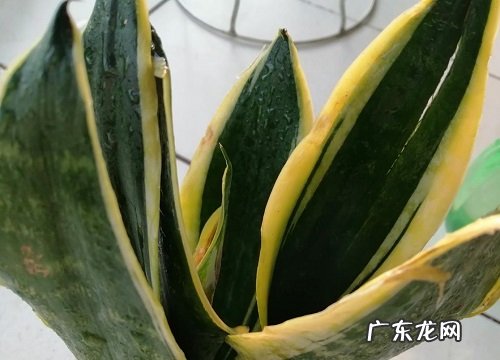 虎皮兰叶子发蔫原因及补救方法