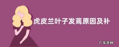 虎皮兰叶子发蔫原因及补救方法